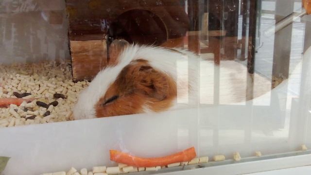 Городская ферма на ВДНХ. Морская свинка.