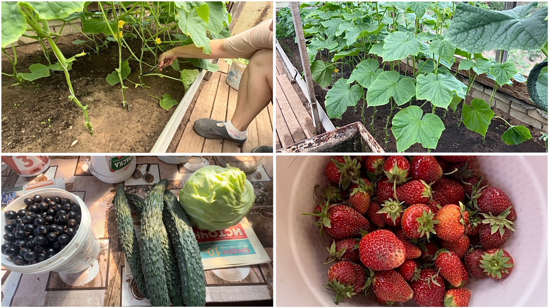6 июля. Дачник выходного дня. Всё бегом. Обрезаю листья у огурцов. Сбор ягод смотреть онлайн