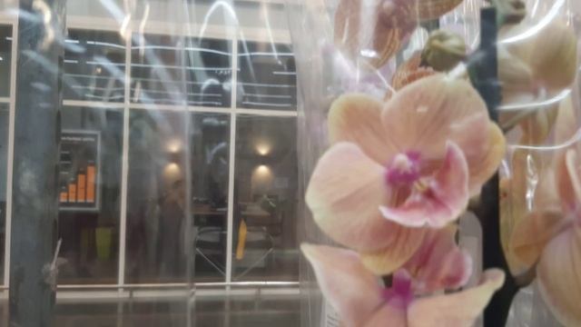 08.07.2025г. Красивые орхидеи в Лемана Про. смотреть онлайн