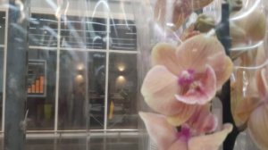 08.07.2025г. Красивые орхидеи в Лемана Про.