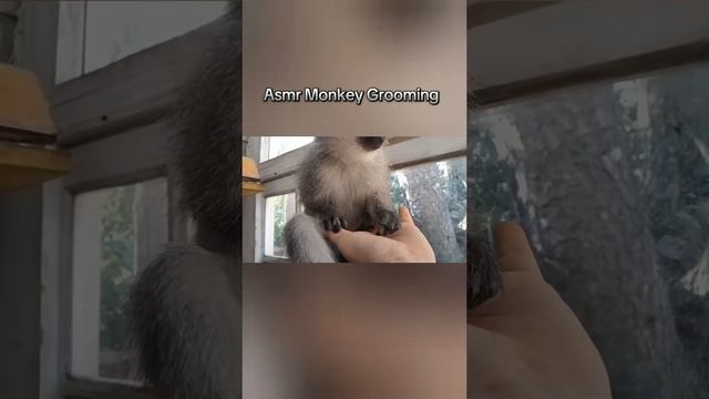 ASMR Monkey смотреть онлайн