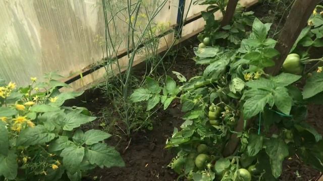 Обрезка листьев у помидоров в теплице и обработка растений от фитофторы. смотреть онлайн