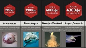 Сравнение_ Глубоководные Существа