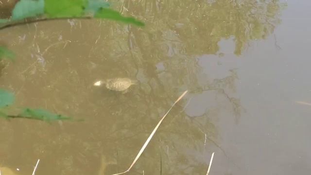 Озеро. смотреть онлайн