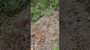 Ленинградская область ягоды грибы