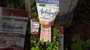 Подкормка удобрениями голубики в середине лета, когда зреет ягода
