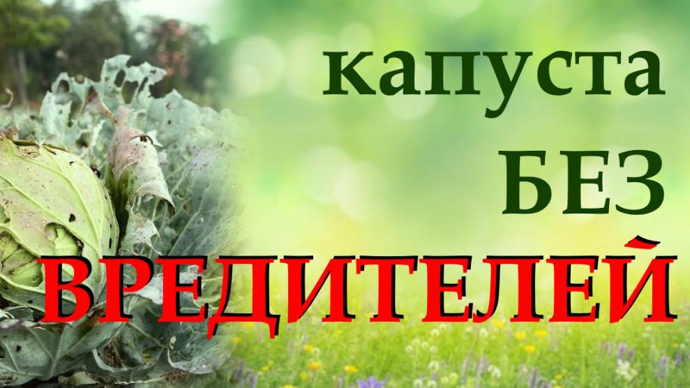 Главные вредители капусты. Узнаем, как бороться с вредителями капусты народными способами смотреть онлайн