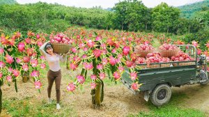 Use Tricycle To Harvest Lots Of Dragon Fruit Go To Sell At Village Market  Phương Free Bushcraft.