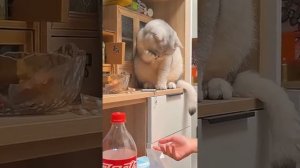 Проказники котейки