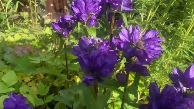 Карпатский колокольчик, Колокольчик скученный Флиппер, Колокольчик средний CAMPANA LILAC смотреть онлайн