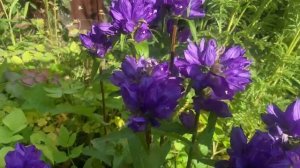 Карпатский колокольчик, Колокольчик скученный Флиппер, Колокольчик средний CAMPANA LILAC