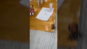 Распаковка посылок для бумажных собак Wildberis