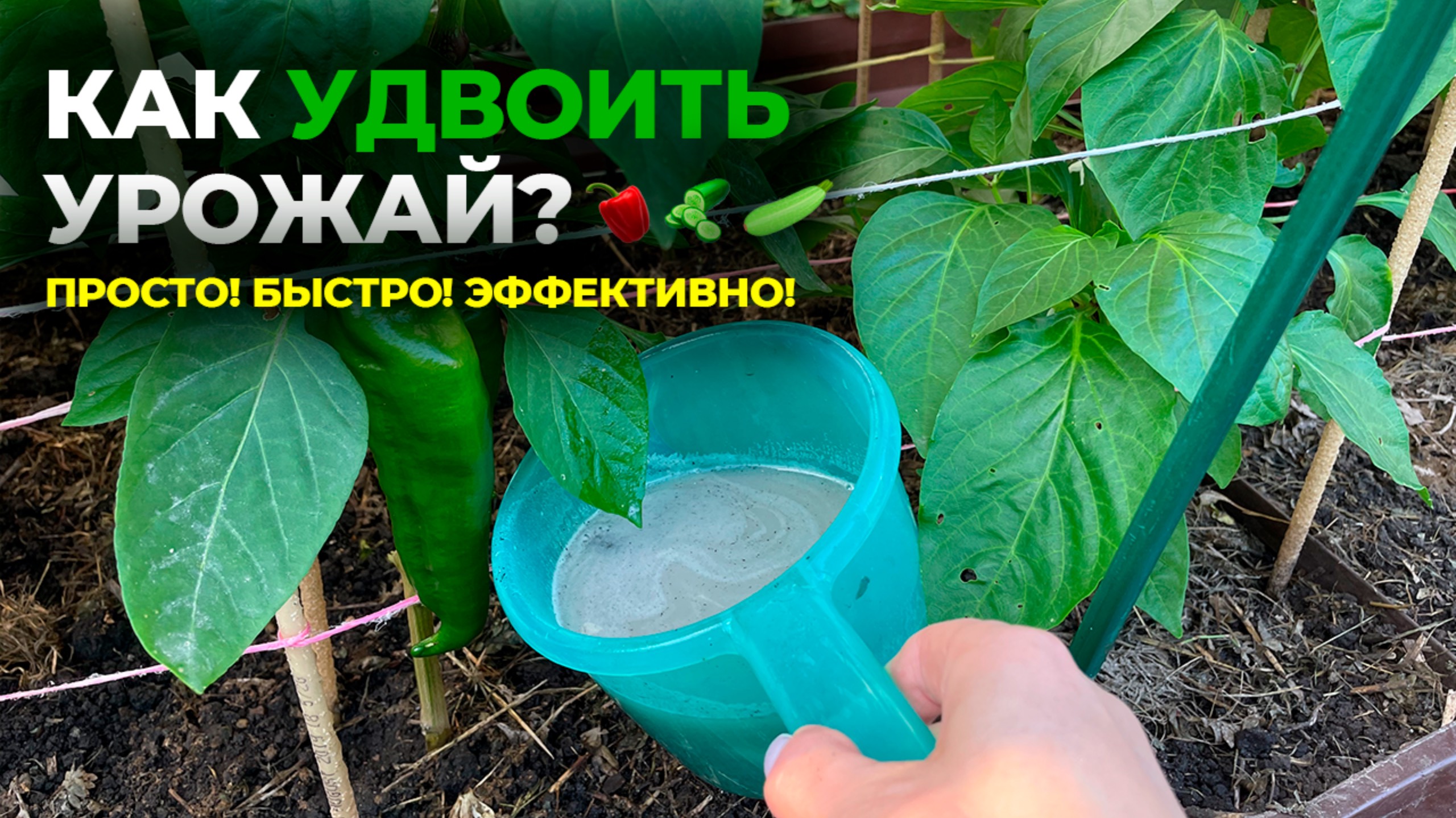 КАК УДВОИТЬ УРОЖАЙ? Секрет 2 подкормок для перца, огурцов, кабачков!