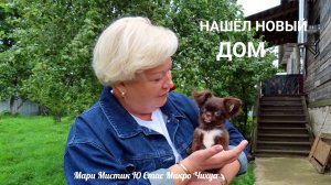 НАШЁЛ НОВЫЙ ДОМ Ю Стас Микро Чихуа #купить_чихуа_продаю 89215950848
