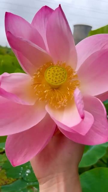 Лотосы в Приморье: тайный сезон, который длится всего 2 недели смотреть онлайн