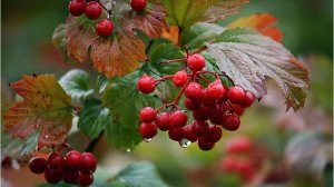 При долине, куст калины. Поёт Валентина Дробышева.
