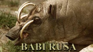 BABI RUSA. Свинья-олень.