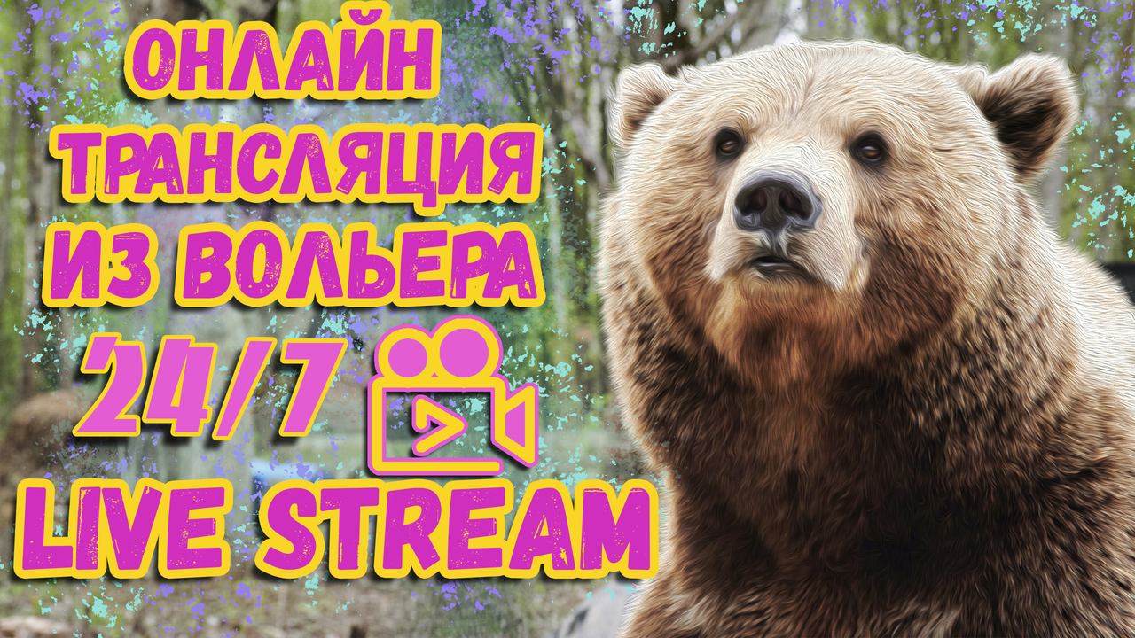 Медведь Мансур в прямом эфире. смотреть онлайн