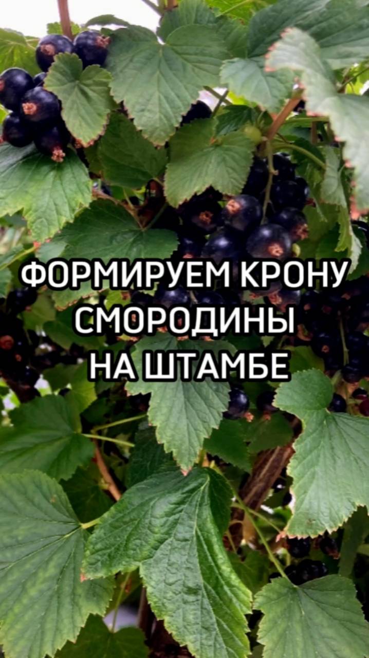 ПРАВИЛЬНО формируем крону смородины на штамбе.