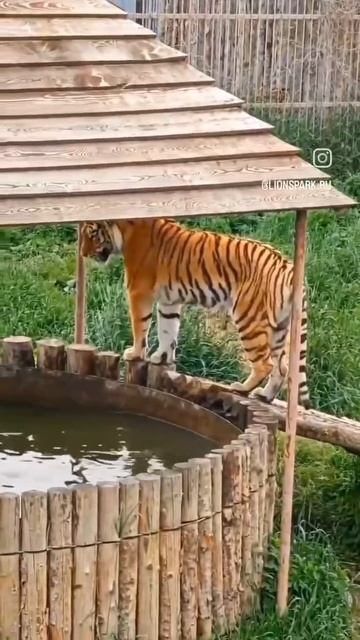 Почему тигры плавают лучше вас: секреты полосатых пловцов смотреть онлайн