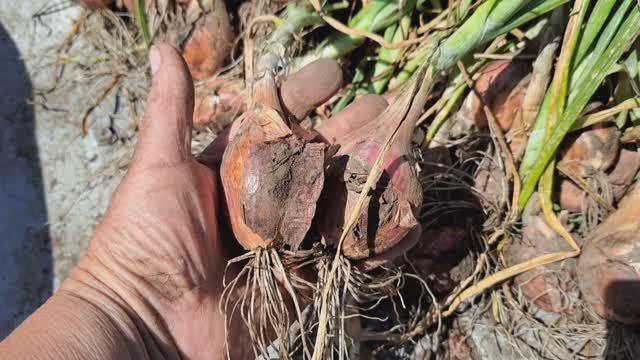 Лук семейный шалот.Ууурожай! смотреть онлайн