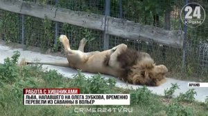 Директор «Тайгана» Зубков вернулся к работе после нападения льва