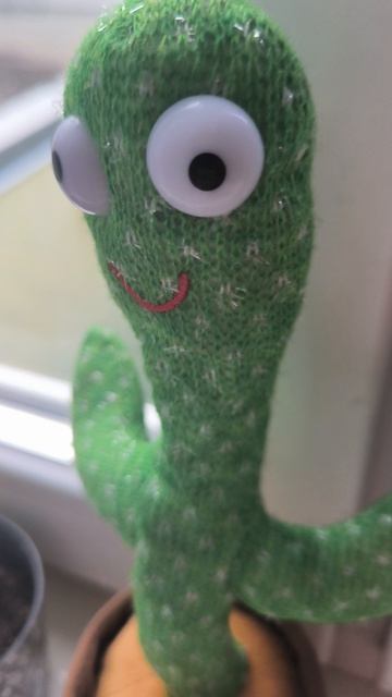 Мои кактусы🥰