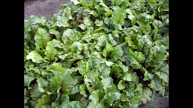 О стрелковании свеклы