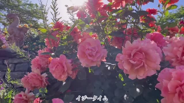 САДЫ ЯПОНИИ. УТРЕННИЙ РОЗОВЫЙ САД Rose Berry ФАНТАСТИЧЕСКАЯ КРАСОТА, ОКУТАННАЯ ТИШИНОЙ смотреть онлайн