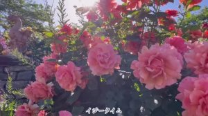 САДЫ ЯПОНИИ. УТРЕННИЙ РОЗОВЫЙ САД Rose Berry ФАНТАСТИЧЕСКАЯ КРАСОТА, ОКУТАННАЯ ТИШИНОЙ