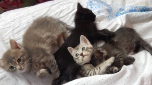 Котята играют