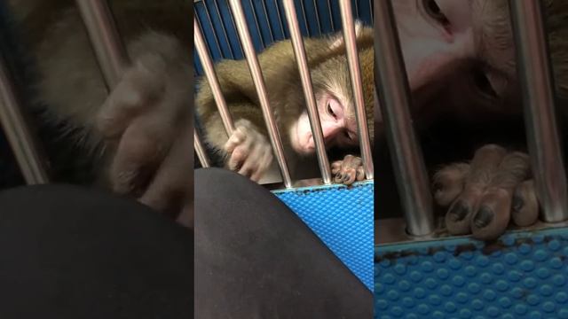 ASMR Monkey смотреть онлайн