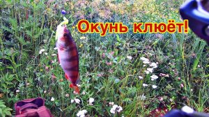 ЛОВЛЯ ОКУНЯ В ИЮЛЕ | РЫБАЛКА НА СПИННИНГ ЛЕТОМ