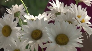 8 июля – День семьи, любви и верности