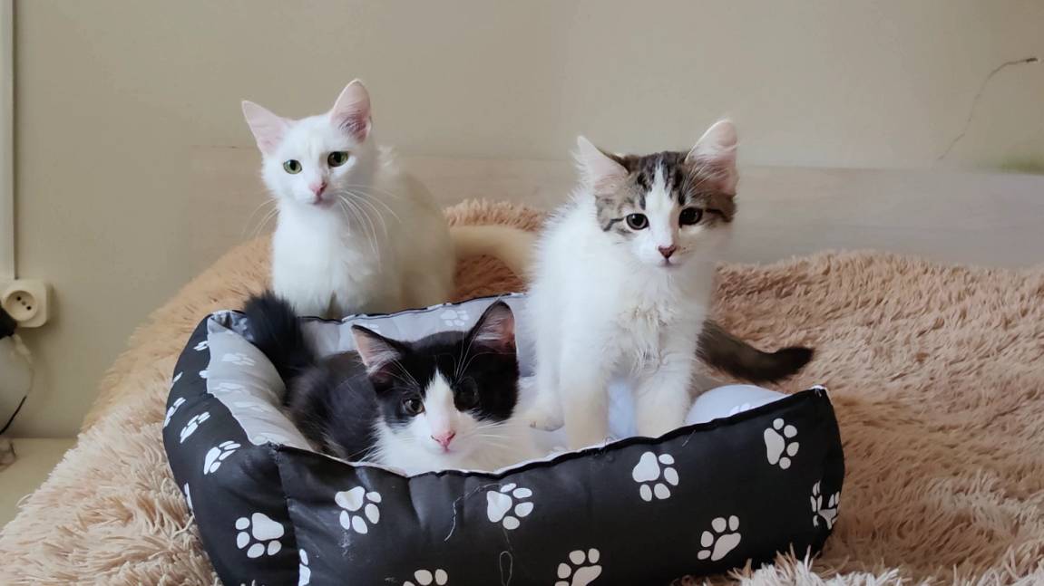 Мама-кошка и ее прекрасные котята. Кошки и собака. смотреть онлайн