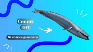 Синий кит! От полюса до полюса