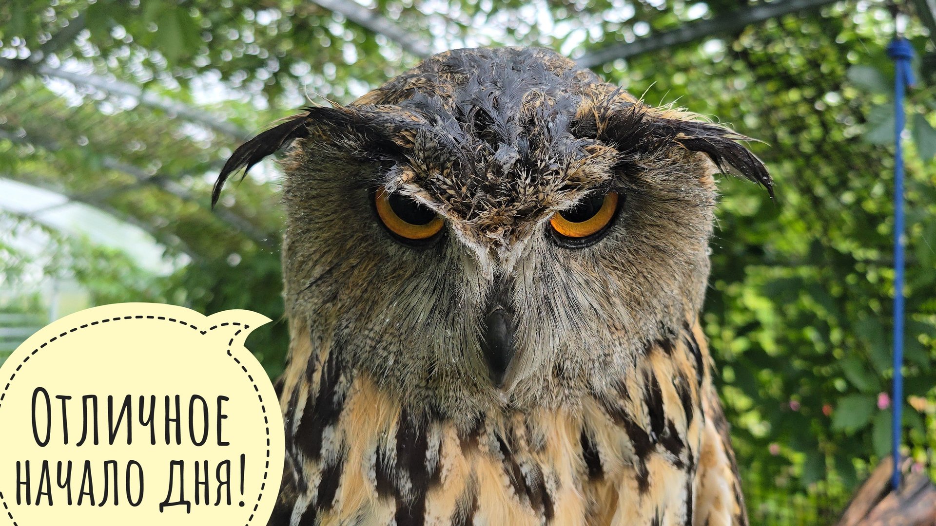 Сова филин Ёль наслаждается ливнем с громом и молниями. Сова любит летний дождик! смотреть онлайн