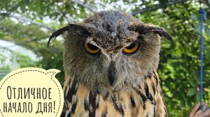 Сова филин Ёль наслаждается ливнем с громом и молниями. Сова любит летний дождик!