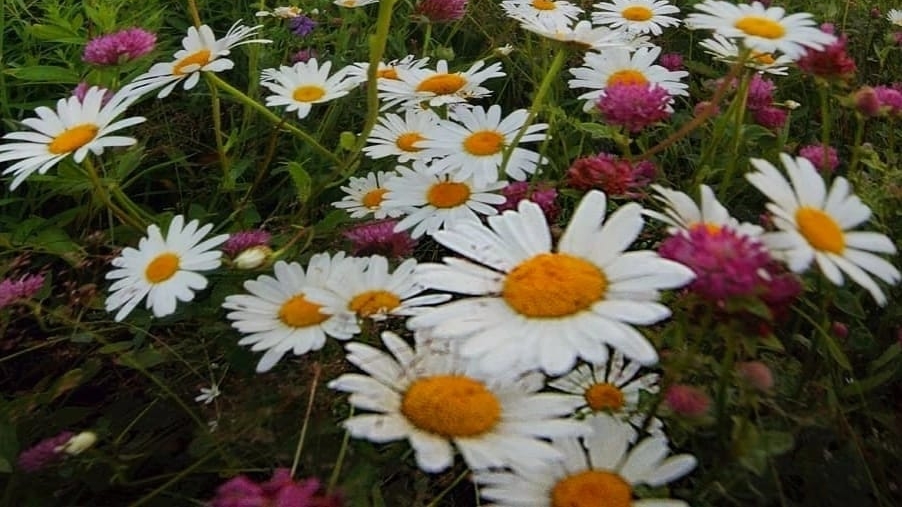 Об интимной близости с неверующим супругом