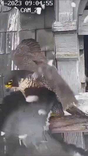 В жизни нельзя быть слишком самонадеянным, иначе... #shorts