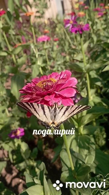 бабочки Крыма - подалирий и перламутровка в нашем саду/бабочки/бабочка/лето/ смотреть онлайн