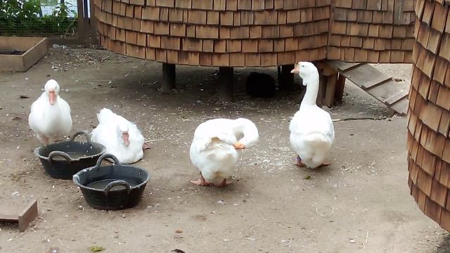 Городская ферма на ВДНХ. Холмогорский гусь.