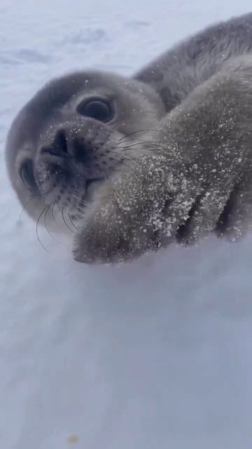 Маленькие тюлени умеют имитировать человеческую речь! смотреть онлайн