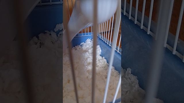 мой хомячок смотреть онлайн