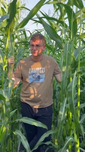 Представляем кукурузу Зета 110 от компании Лябуле!