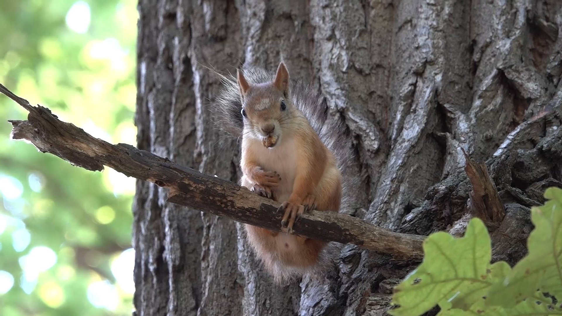 Белки в парке Гагарина (Самара - 7.07.2025) смотреть онлайн