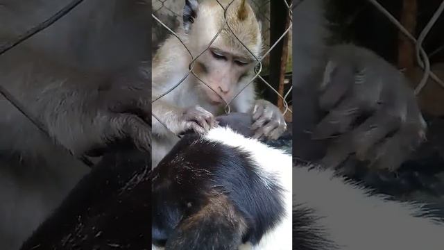 ASMR Monkey смотреть онлайн