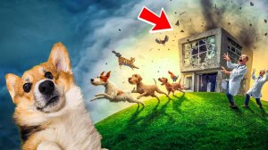 ХАСКИ БАНДИТ РЕЖИМ СУПЕР ВОЛКА! РАЗРУШИЛ ВЕТЕРИНАРНУЮ КЛИНИКУ!! Корги Кекс Говорящая собака