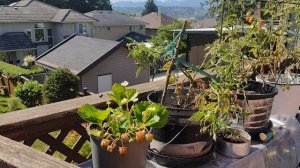 Жаркое лето в Ванкувере