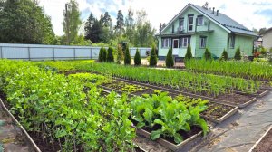 6 июля. Что же выросло, а что нет на моих грядках?